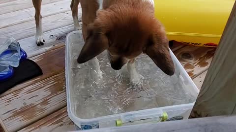 Hilarious pup defends his mini pool, digs in water for bubbles