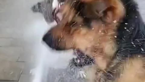 2 dogs vs 1 hose