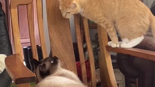 A Feline Faceoff