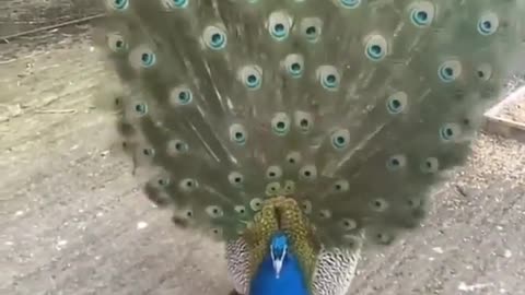 A male peacock 🦚 displaying his beautiful feathers to a female behind him.