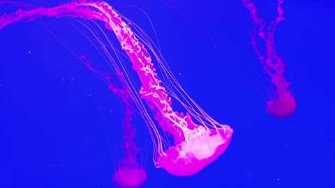 Jellyfish pink in deepwater