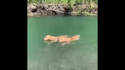 funny dog swimming video