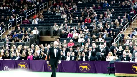 Beauty Regimens of the Westminster Dog Show