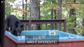 Urso invade jacuzzi para relaxar