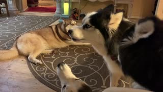 Husky howling session