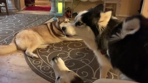 Husky howling session