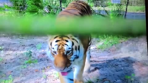 Tiger walking