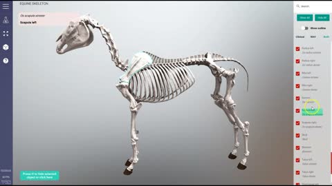 Equine skeleton - 3D Veterinary Anatomy & Learning IVALA