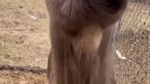 Funny animal goat video