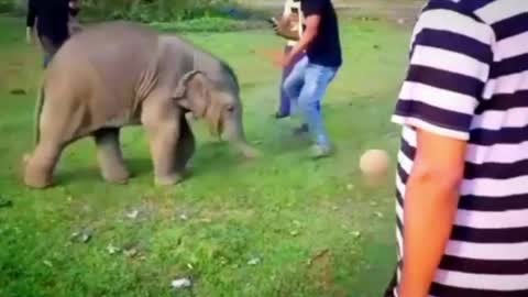 Cute baby elephant playing football