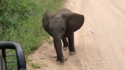 Cute and funny baby elephant.