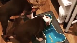 Two boston terriers fight over doggie bowl