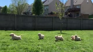 T-rex On The Loose Chased Down By Litter Of Puppies