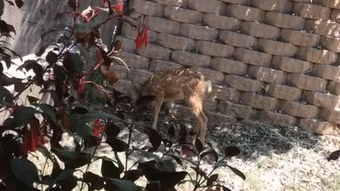 Baby deer