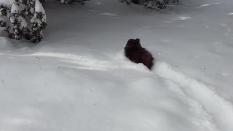 Pomeranian Snow Fun