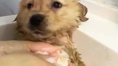 Puppy Paw Massage after a Bath!