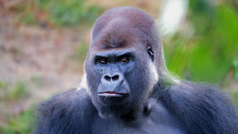 A silver back gorilla