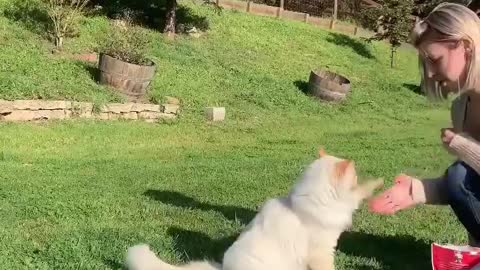 Cat training easy trick
