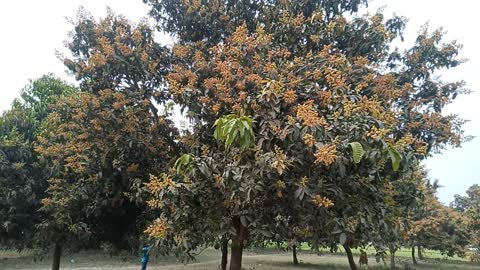 Árboles en floración - Mangos