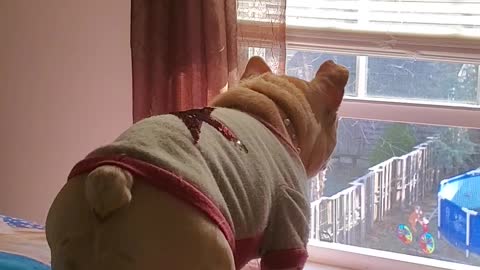 Cute Bulldog protects the house. She's one of our gaurd dogs!
