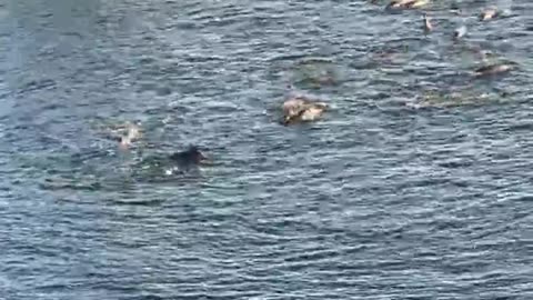 Livestream 1 - Day 1 from Taiji Japan a large pod of bottlenose dolphins were driven into the cove