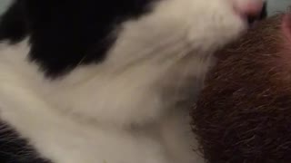 Cat licks beard