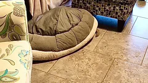 Puppy Uses Bed to Turn Into Turtle