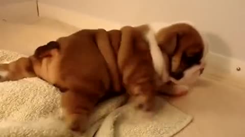 My Litle English BullDog