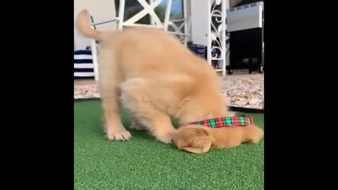 wow!! this little puppies are crazy funny 🤣😂 Watch what they do!!