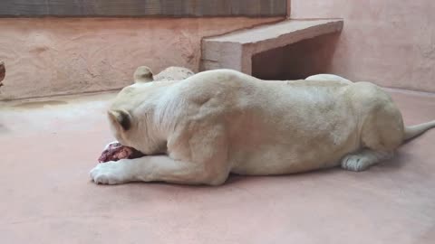 Lying lioness eating delicious meat. Zoo indoors enviroment