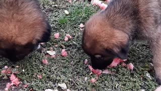 Little Dogs Eating Watermelon!
