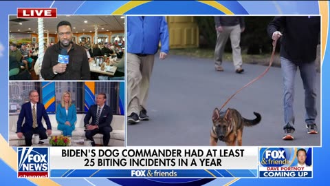 Biden's dog Commander banished after 25 biting incidents