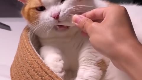 The most beautiful rare clip of a beautiful cat