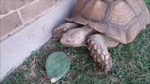 Yuge African Tortoise Enjoying a Warm Thanksgiving Day ^_^