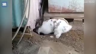 Heroic rabbit digs a tiny stuck kitten out of trouble!