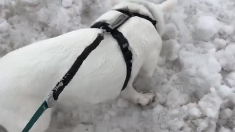 This little pig loves snow