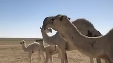 The camel is the male camel,