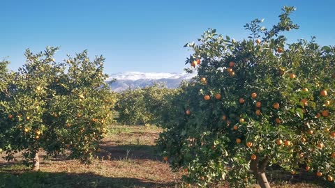 The farm of orange