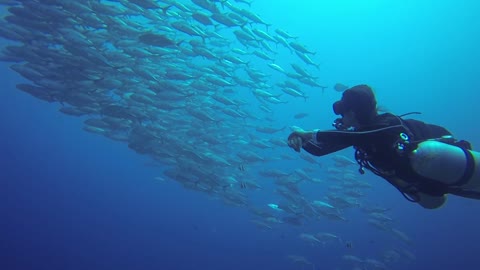 Scuba diver swims among one of the world's most bizarre fish