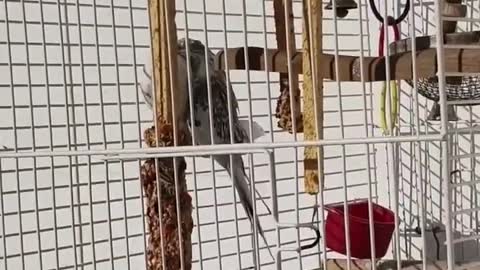 Cockatiel bird song /Pink panther/