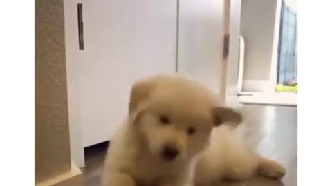 🤗Cute pets Adorable Puppy 😍 A Cute Puppy Video 2021