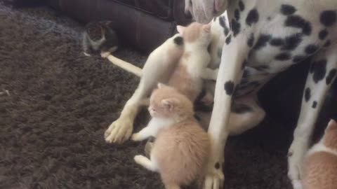 Foster kittens use Dalmatian as personal jungle gym