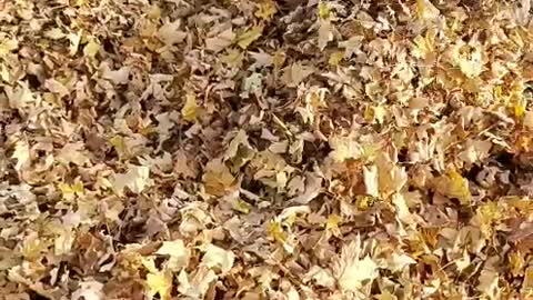 Fun in leaves A (First Experience)