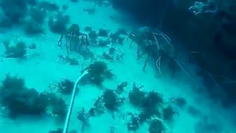 Giant Lobsters Underwater amazing catch