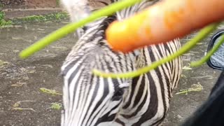 Friendly Zebra?