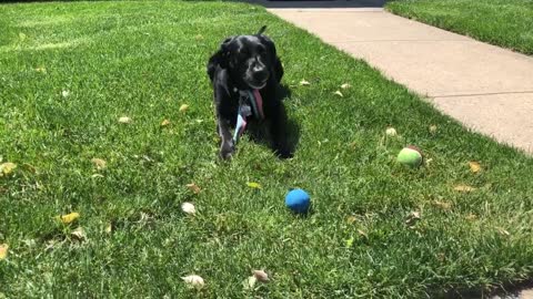 Labrador reluctantly shares her favorite ball with her human