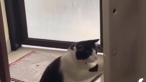 Fanny Cat Video And Cute Cat Video