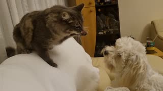 Beautiful play between cat and puppy