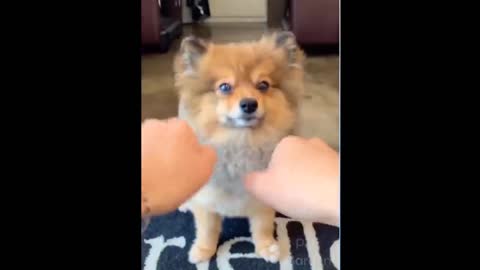 Puppy got disappointed with the tricks of his owner