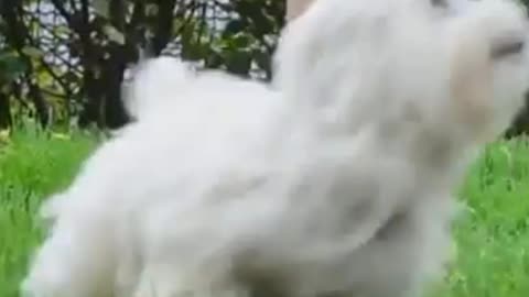 Basic Training for Cotton de Tulear (dog training video)